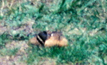 Chipmunk carrying a peanut, sideview