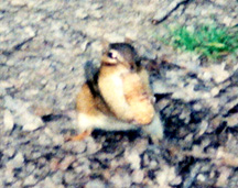 Chipmunk trying to stuff peanut into it's mouth