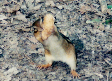 Chipmunk grabbing a peanut dangling from fishing line