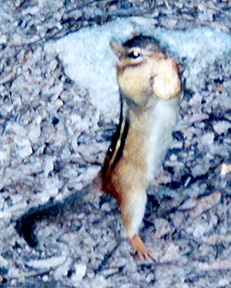 Chipmunk trying to stuff a suspended peanut into it's mouth while balanced on it's hind paws.