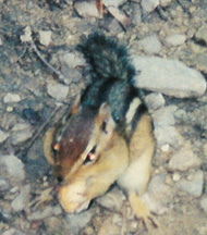 Chipmunk trying to stuff peanut into alrady full it's mouth