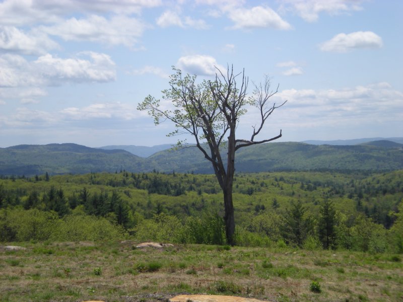 A view of the White Mountains with artfully framing a dead tree