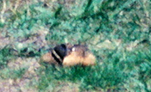 Chipmunk carrying a peanut, sideview