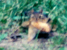 Chipmunk carrying a peanut looking directly at screen