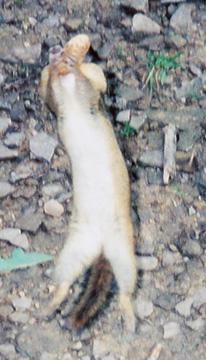 Chipmunk clinging to it's treasured peanut, not willing to let it go, even though only it's tail is currently in contact with the ground.