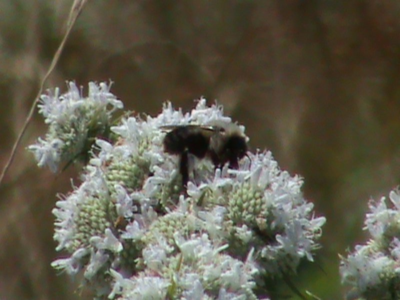 A bumblebee on some white flowers