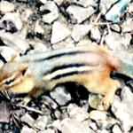 Eastern Chipmunk (Tamias striatus)